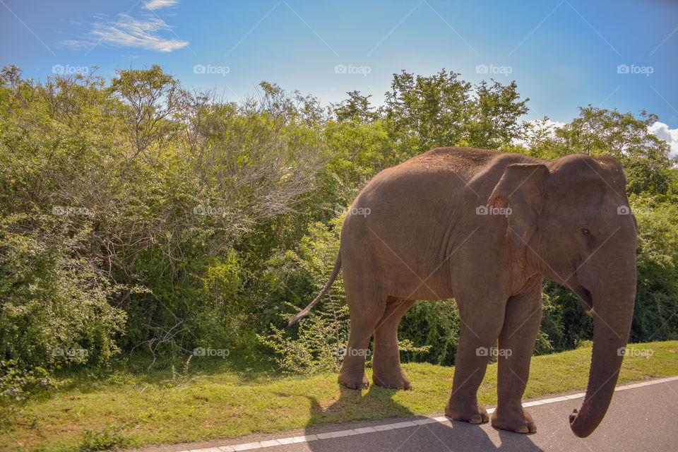 Friendly wild elephants in Sri Lanka