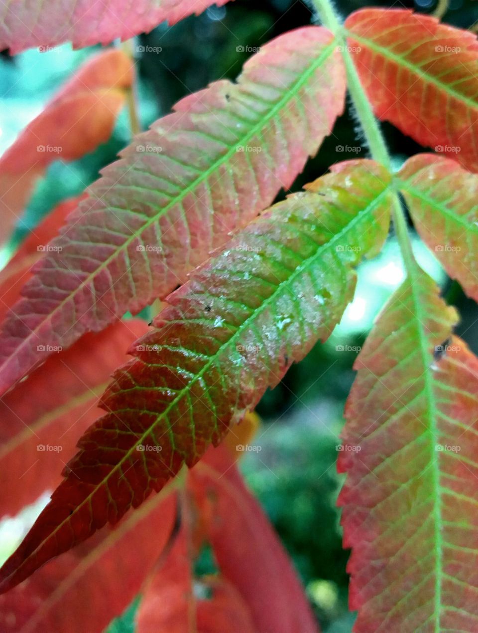 colourful fall leaves after rainfall