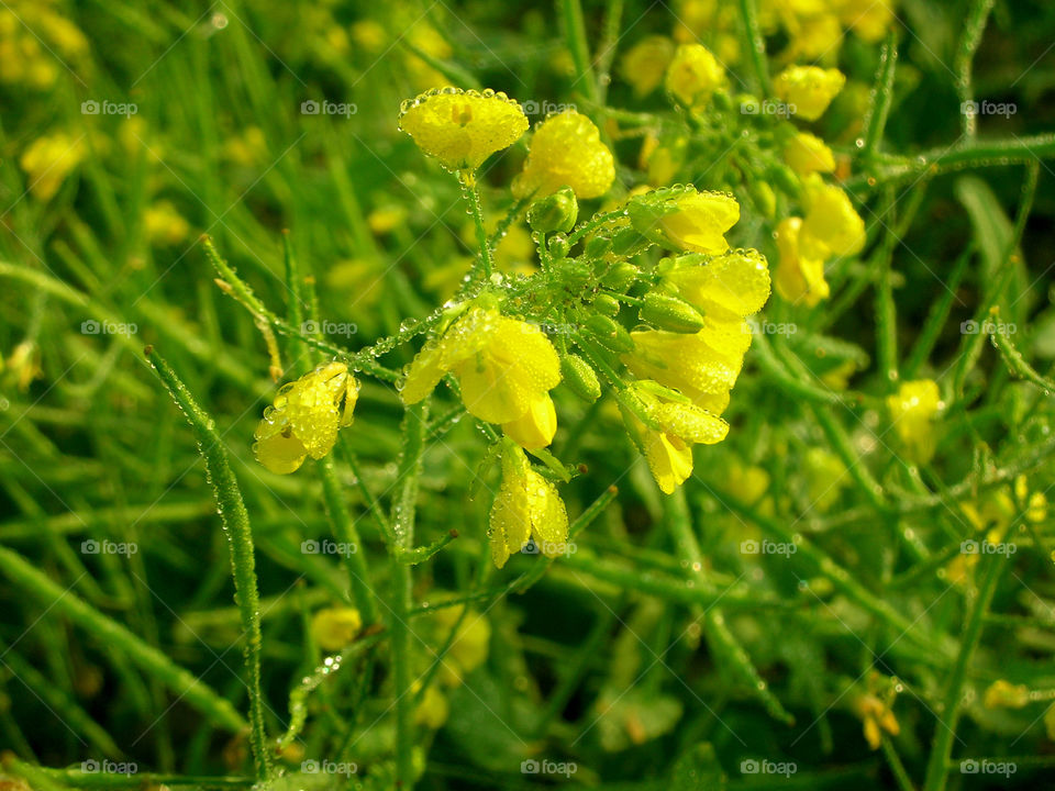 morning yellow . winter dew