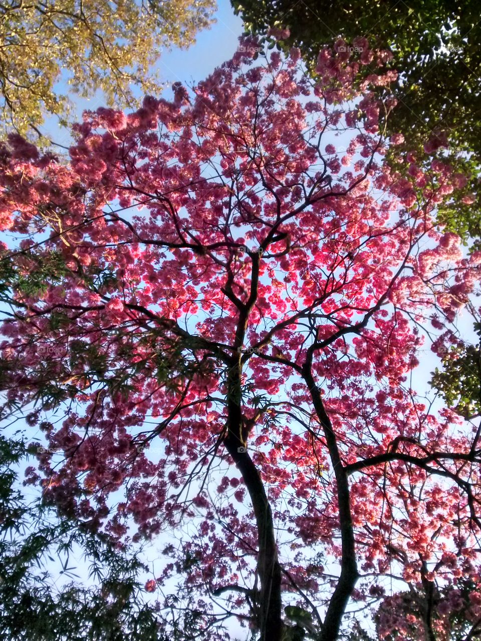 Tree, Branch, Season, Park, Leaf