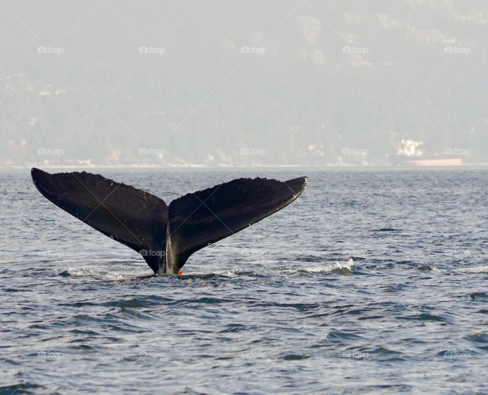 Humpback whale tail