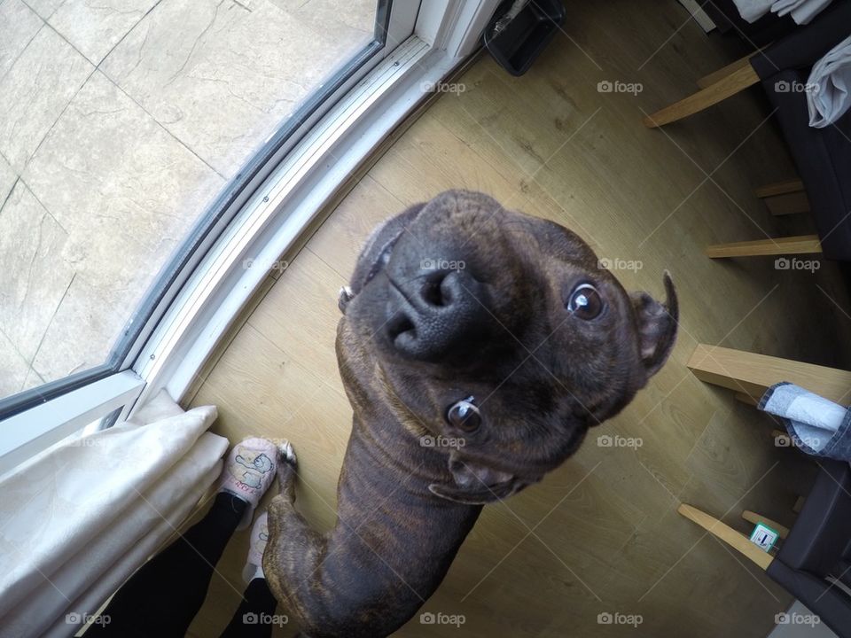 Dog shot with GoPro Hero 4 