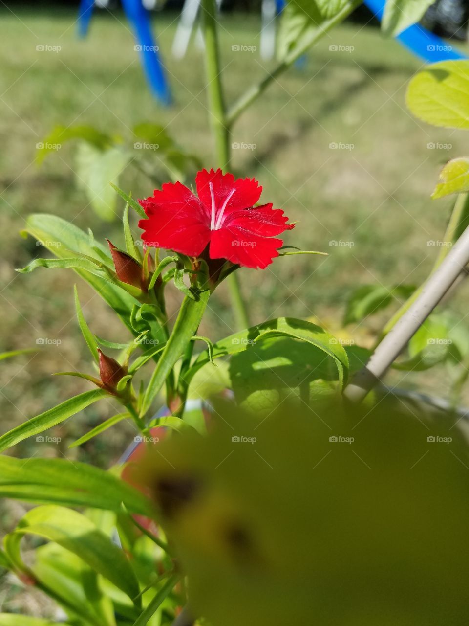 flower in my garden