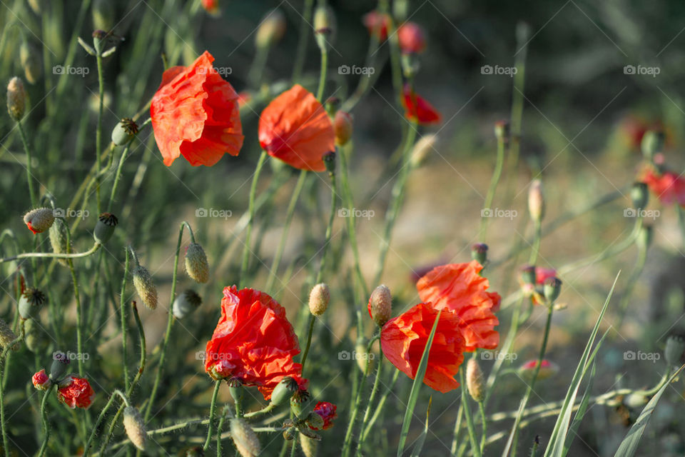 Poppies in the field