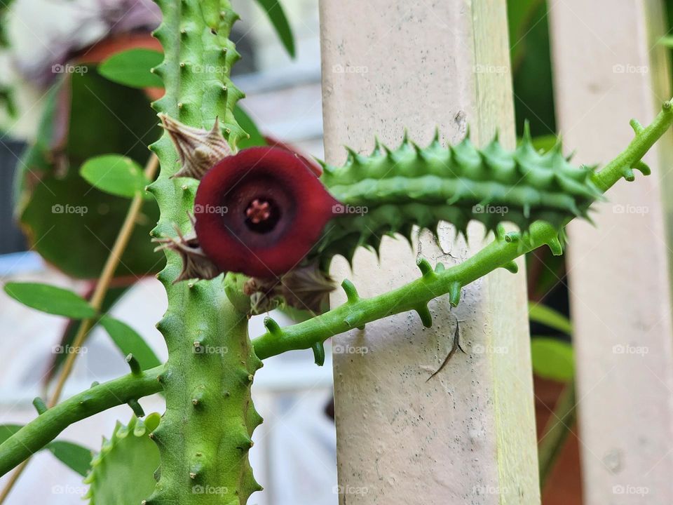 rose amidst greenery