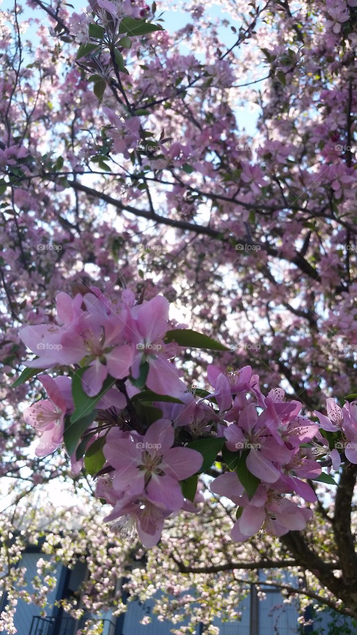 Spring Tree blossom