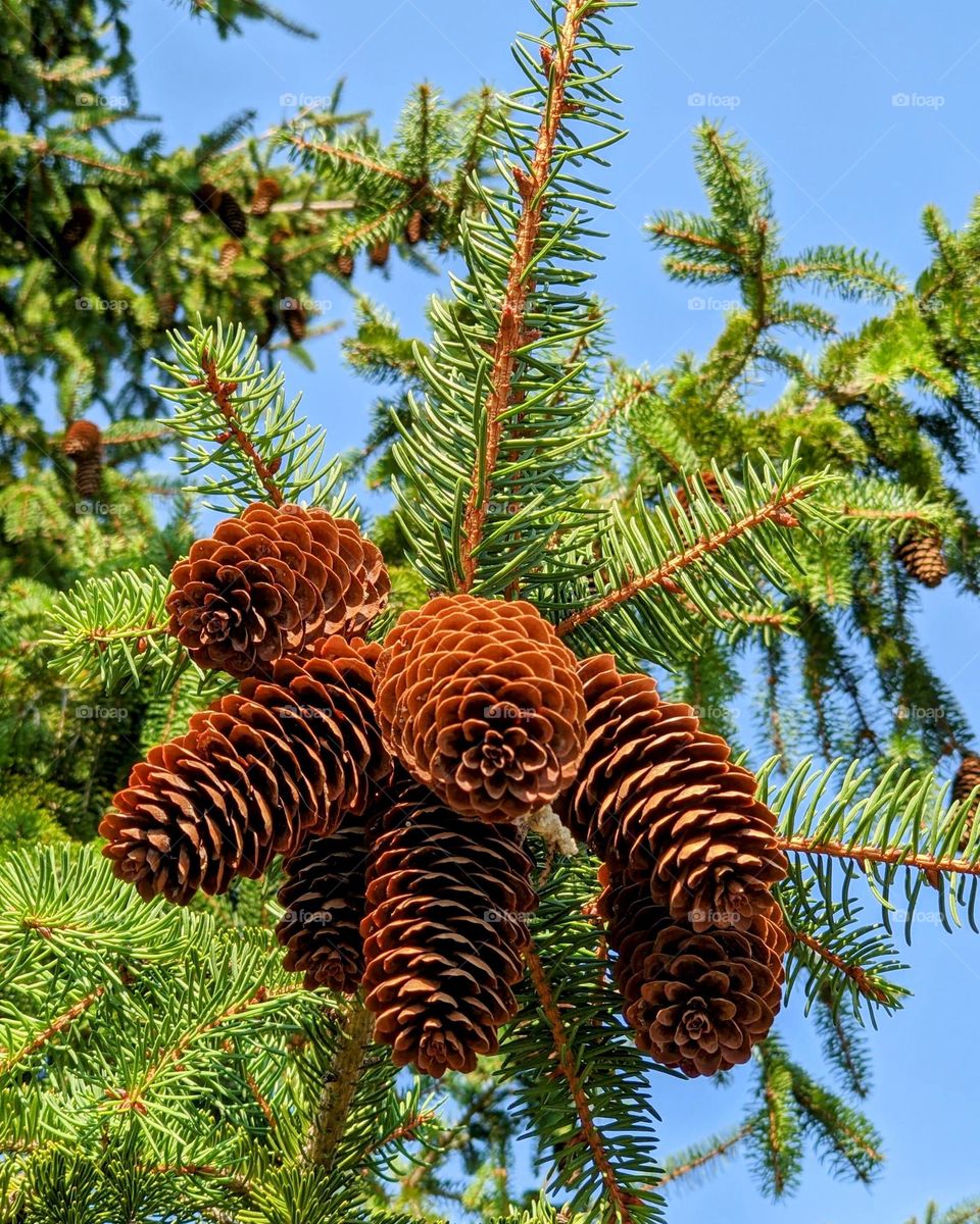 pine cone tree