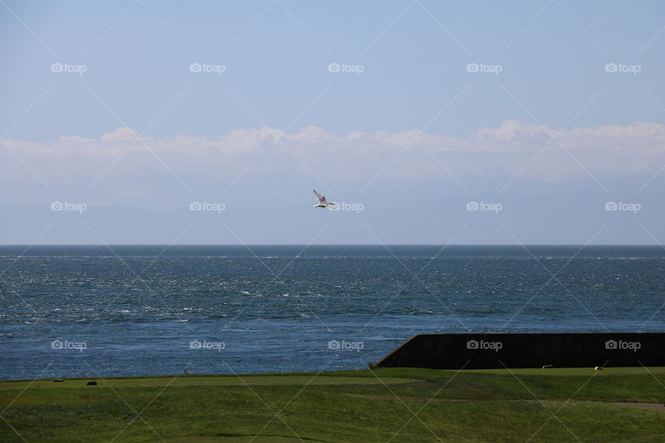 Seagull over the ocean