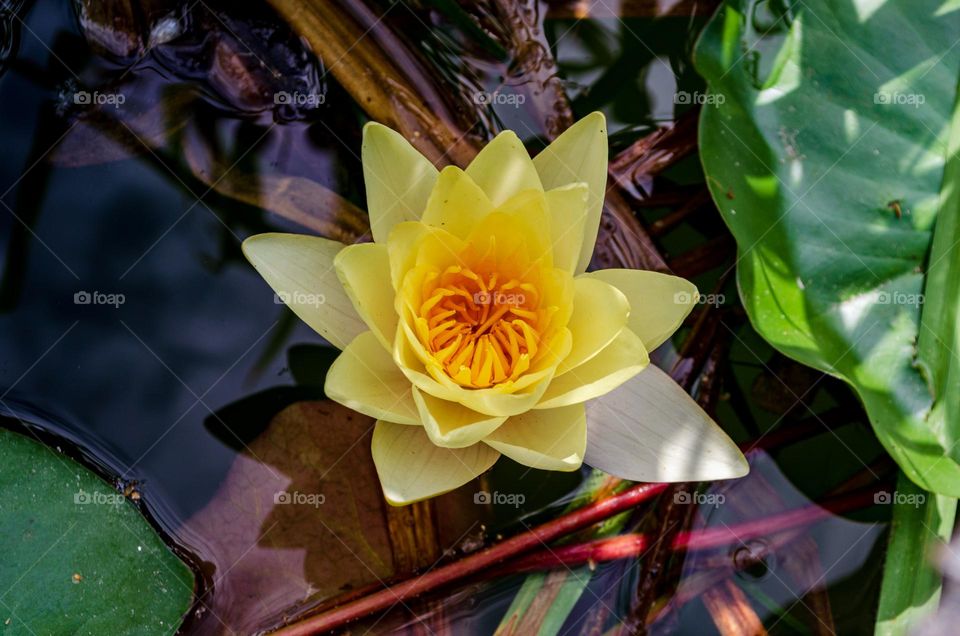 Water lily 💛