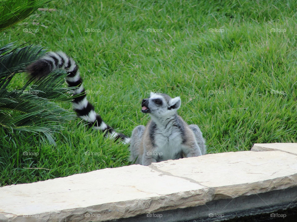 park playing funny zoo by carinafox5