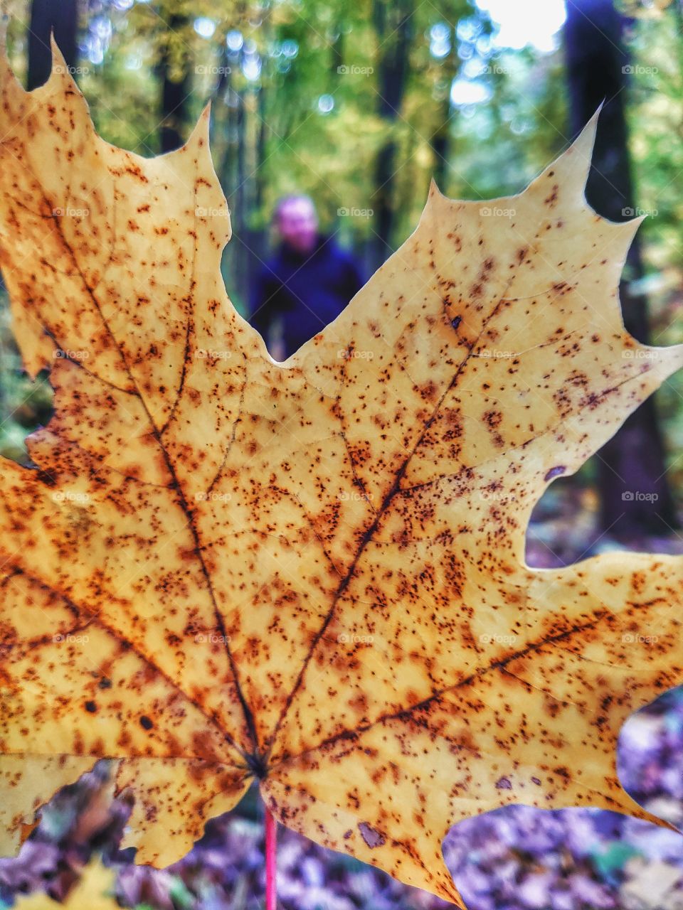 autumn leaf