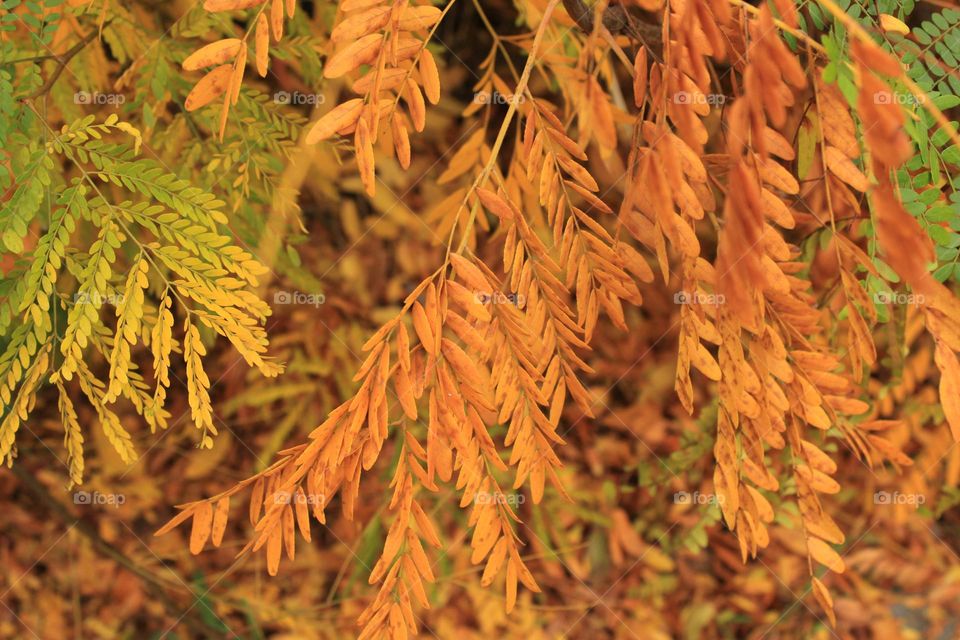 Autumn vibes 🤎🍁💛