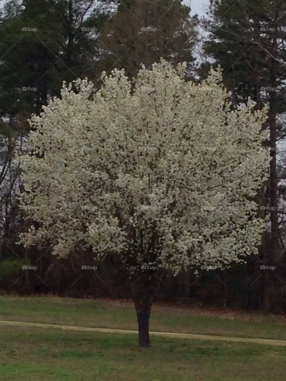 Pear tree