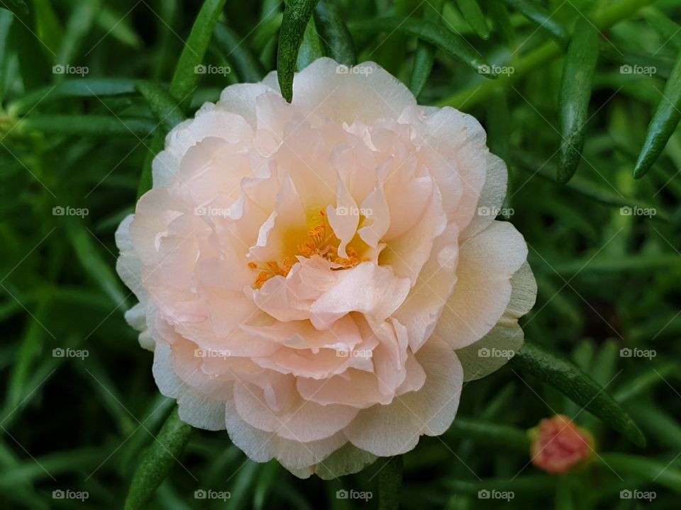 Nature, Flower, Field, Leaf, Summer