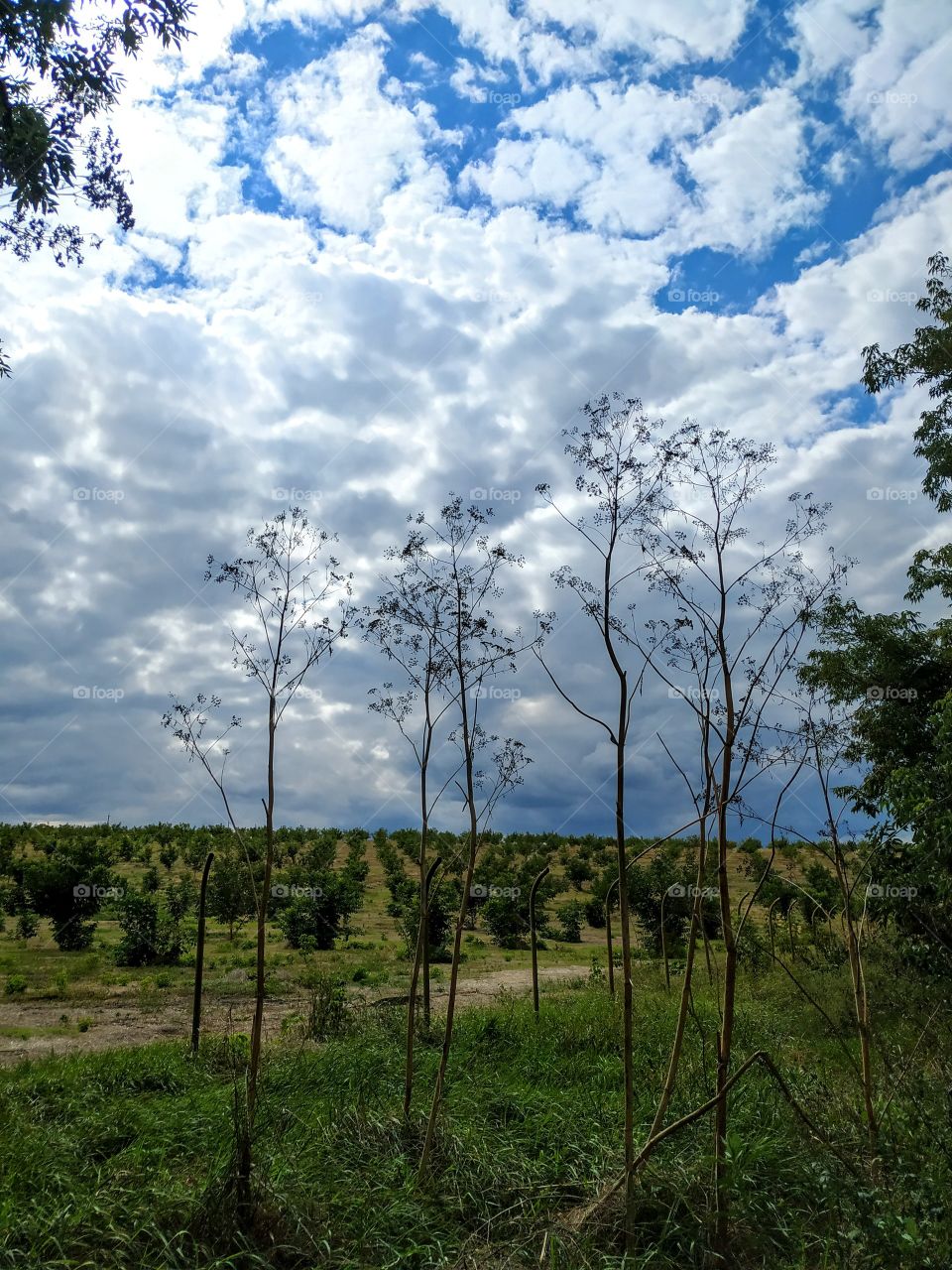 Huge bear's breeches