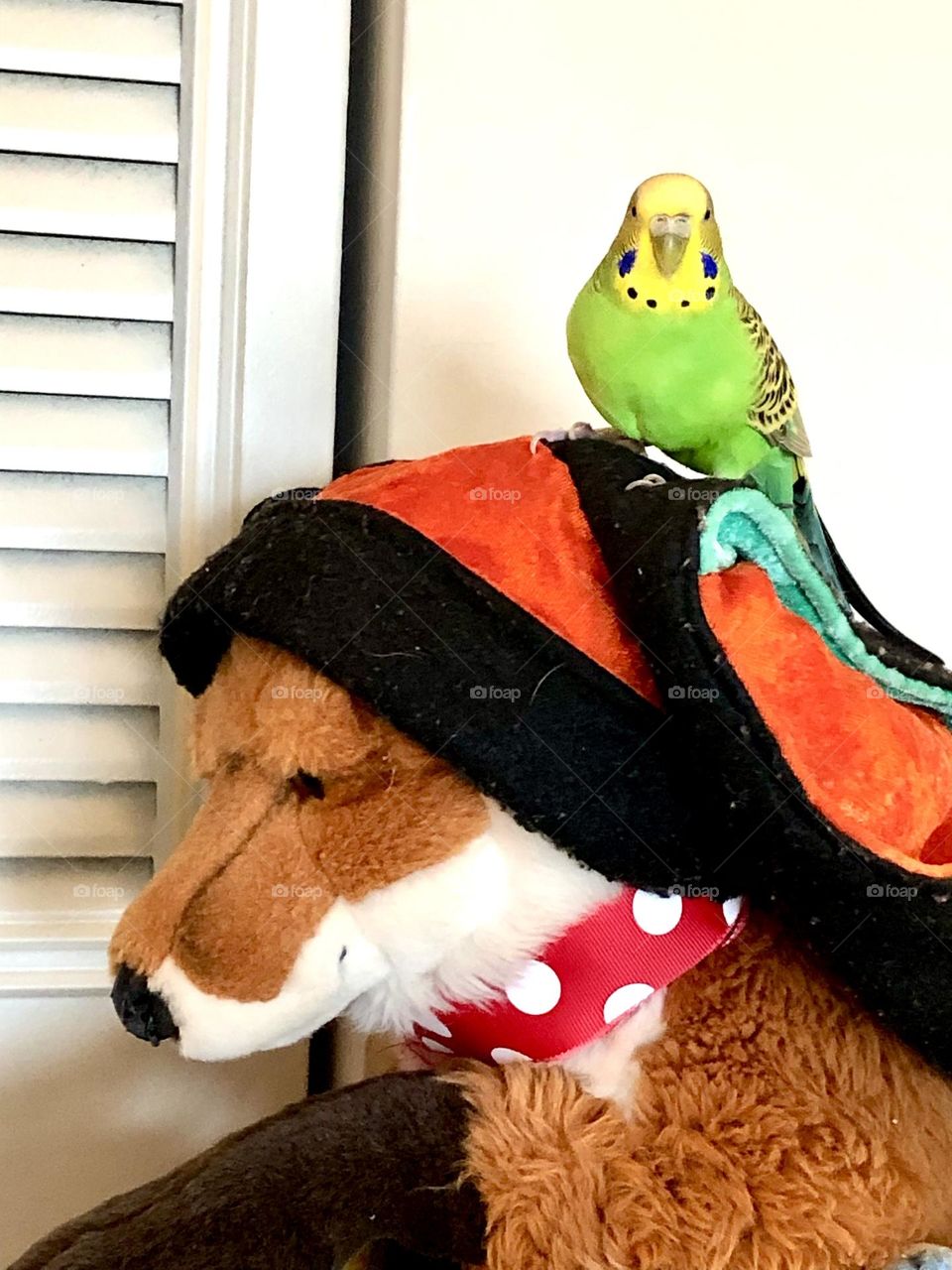 Sitting pretty on foxy / Coco loves his friend foxy 