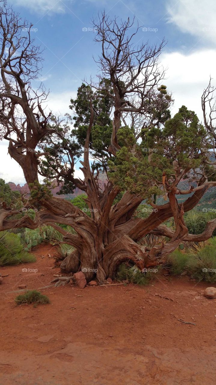 wicked tree in the desert