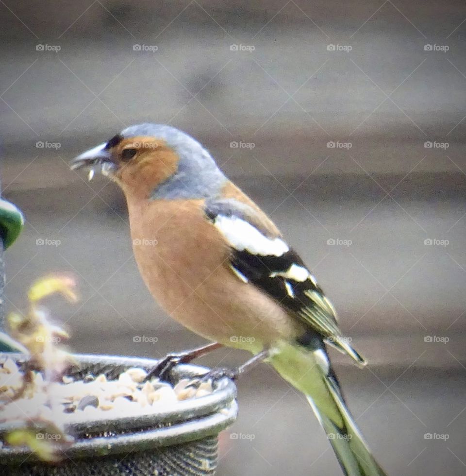 Chaffinch feeding 