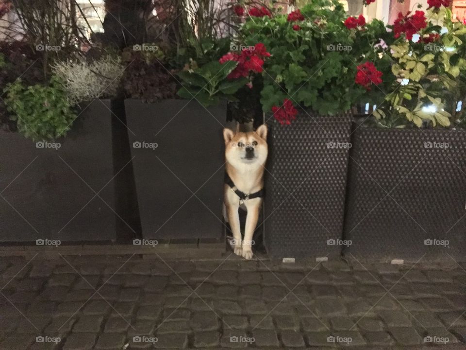 Dog, Flower, Pet, Cat, Portrait