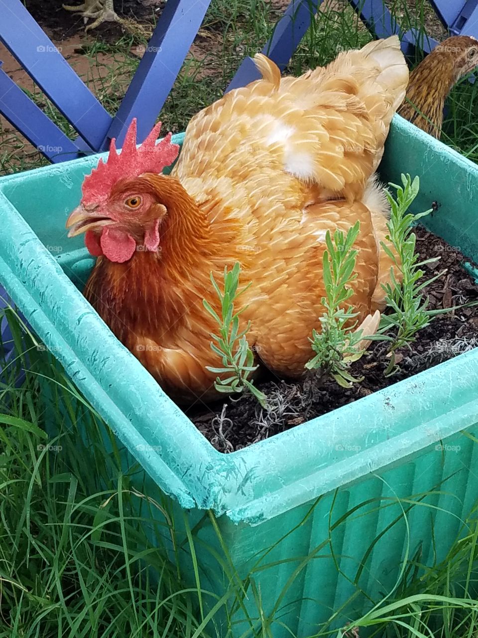 growing a garden