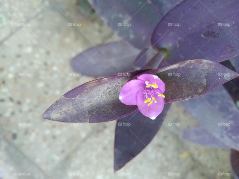 Lilly flower pink colour looks very beautiful generally found everywhere fresh seasonal