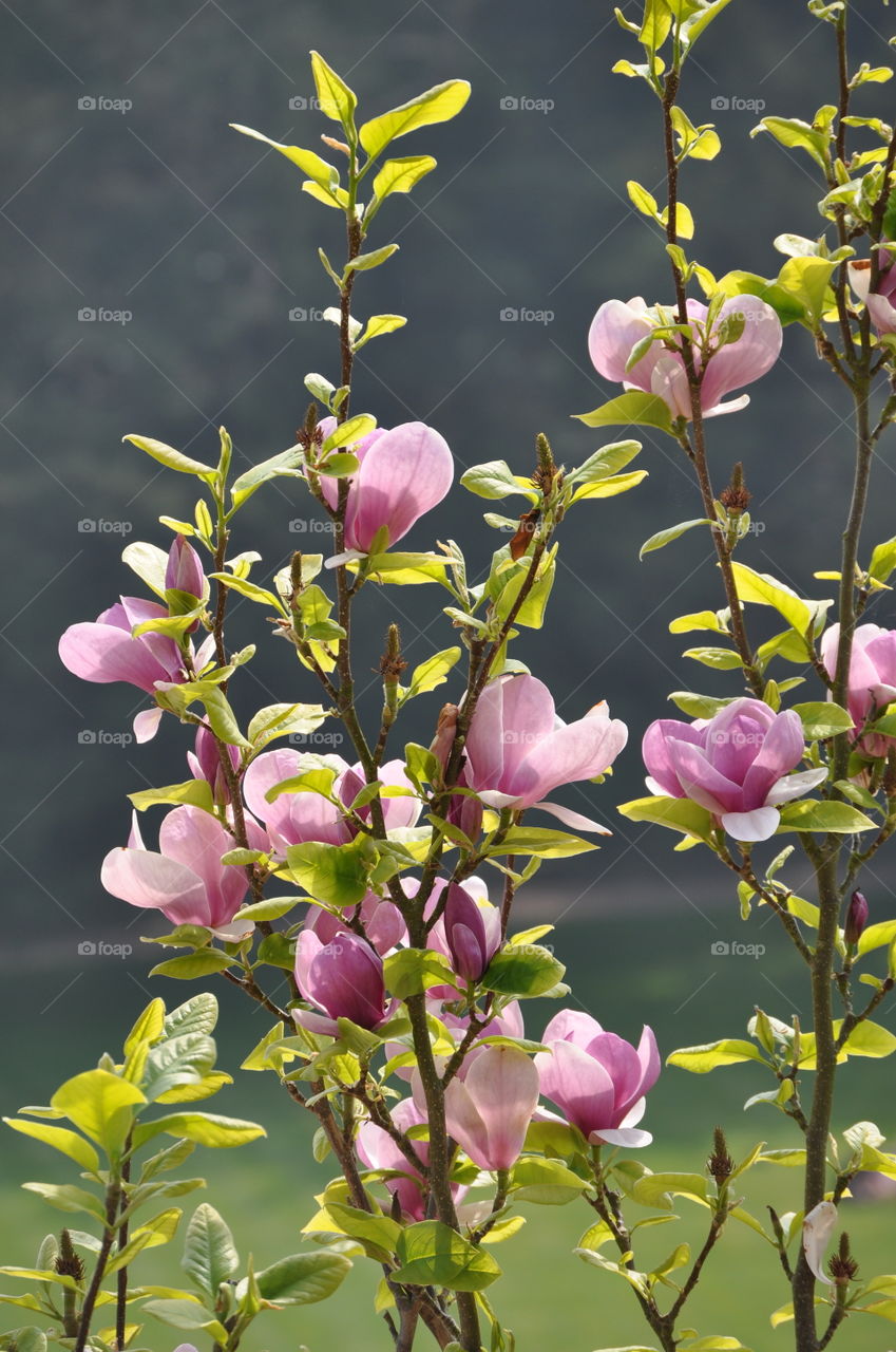 Flowering Magnolia Springtime flowers. Pink blossom