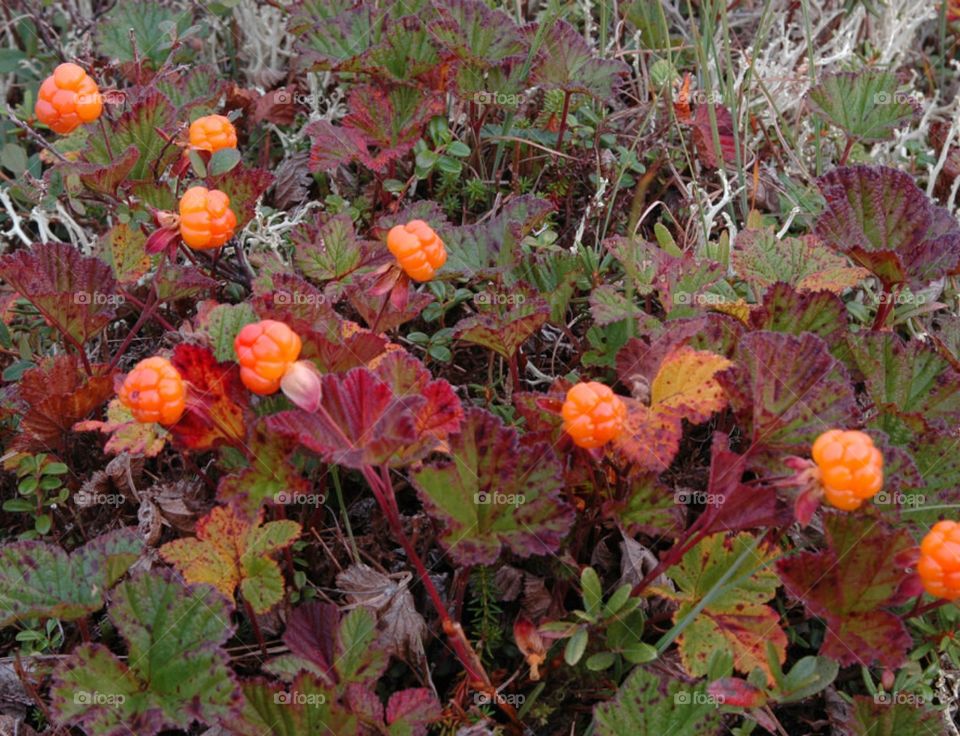 Северная Ягода