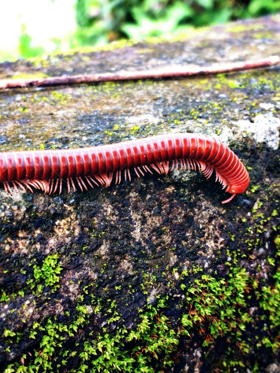 millipede