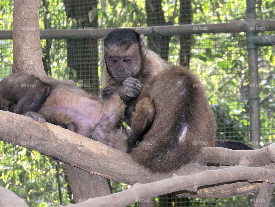 zoo animals monkey