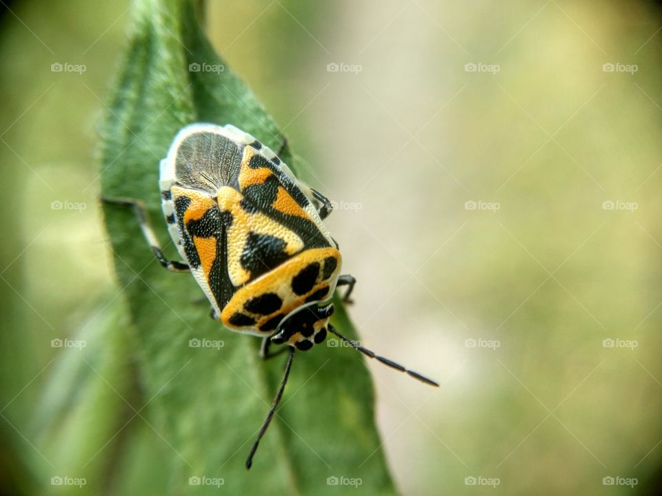 Cimice su foglia