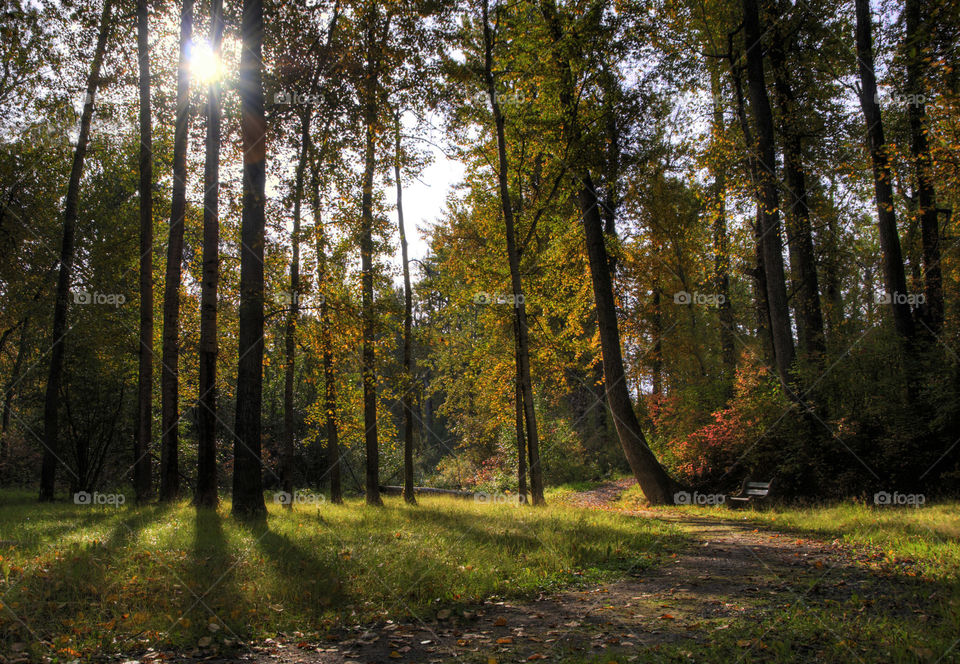 Sunlight through autumn trees
