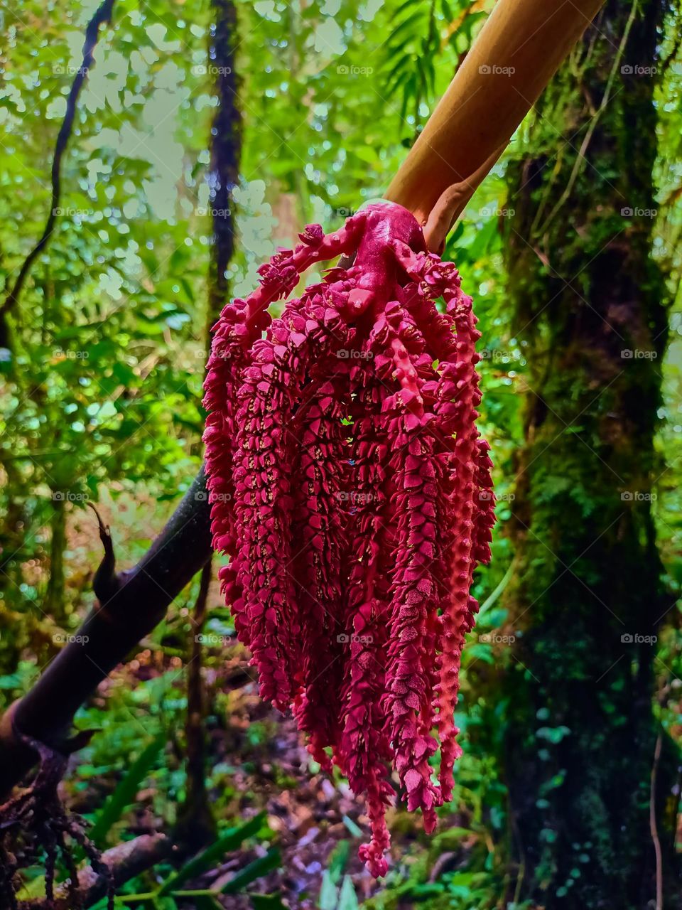 This is the young fruit of the pinanga tree that
grows wild in the forest. The young fruit of
Pinanga spp is bright red, looks beautifull
