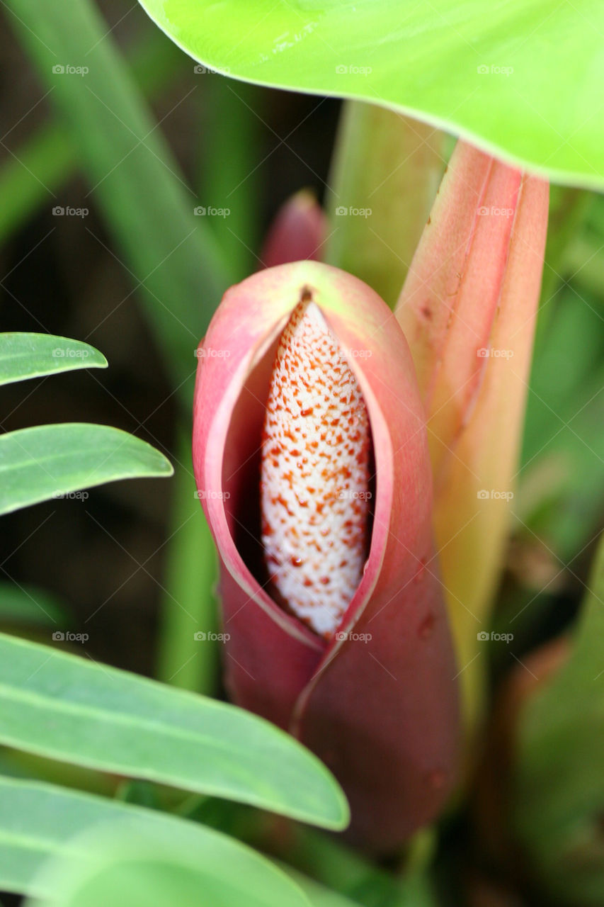 nature flower plant leaf by kshapley