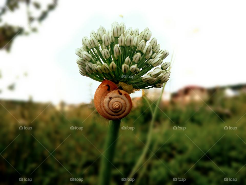 harmony of nature snail and onion flower