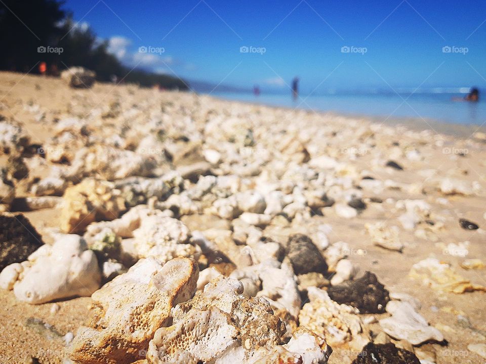 Corals on the beach.
