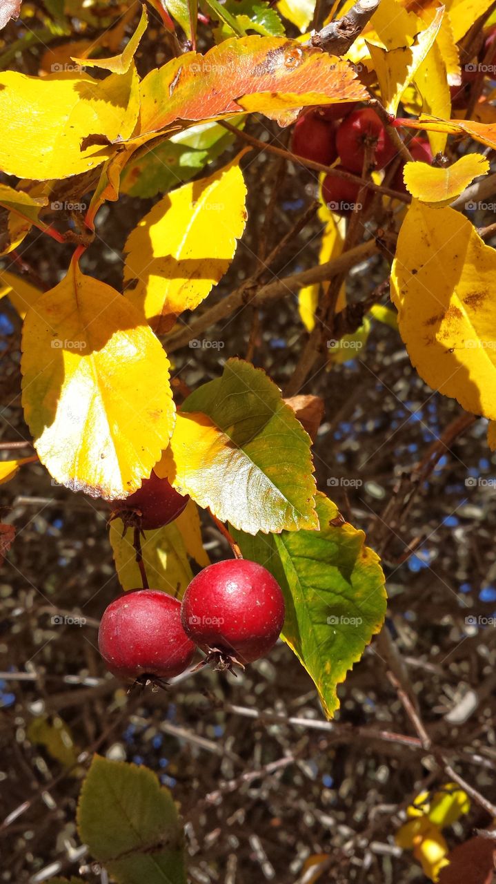 Autumn Currants