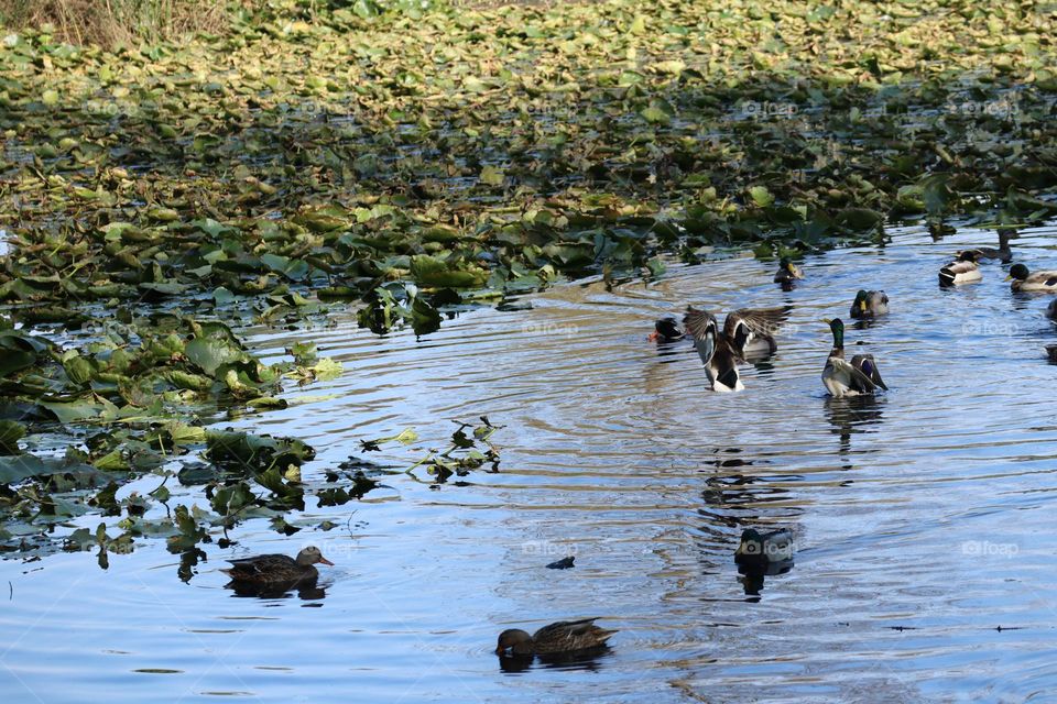Mallards at the park