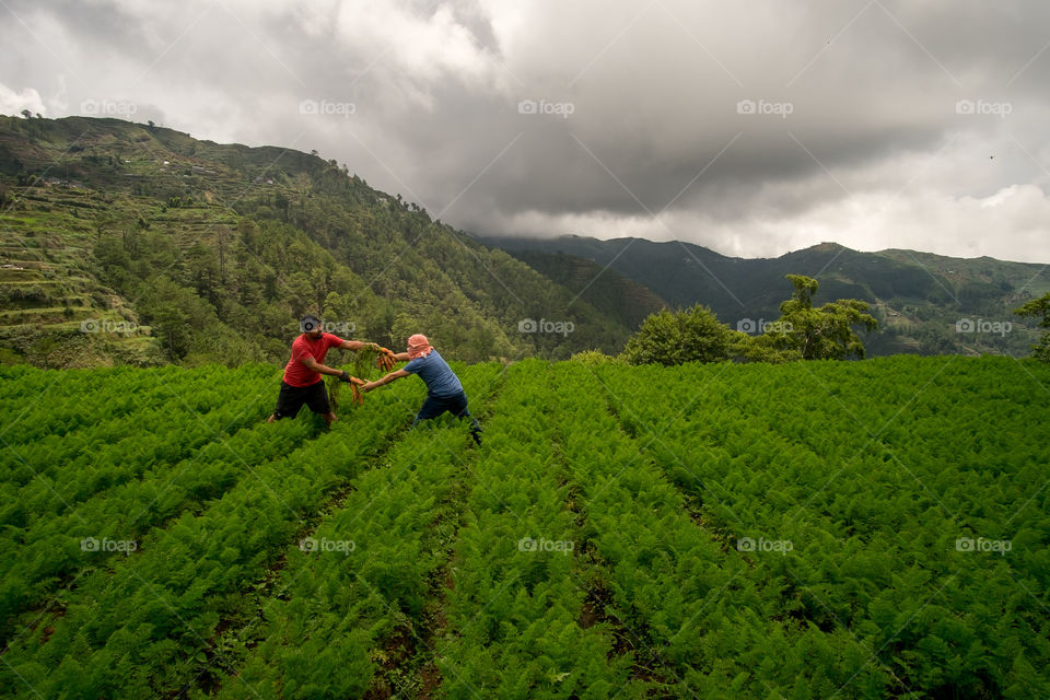 harvest