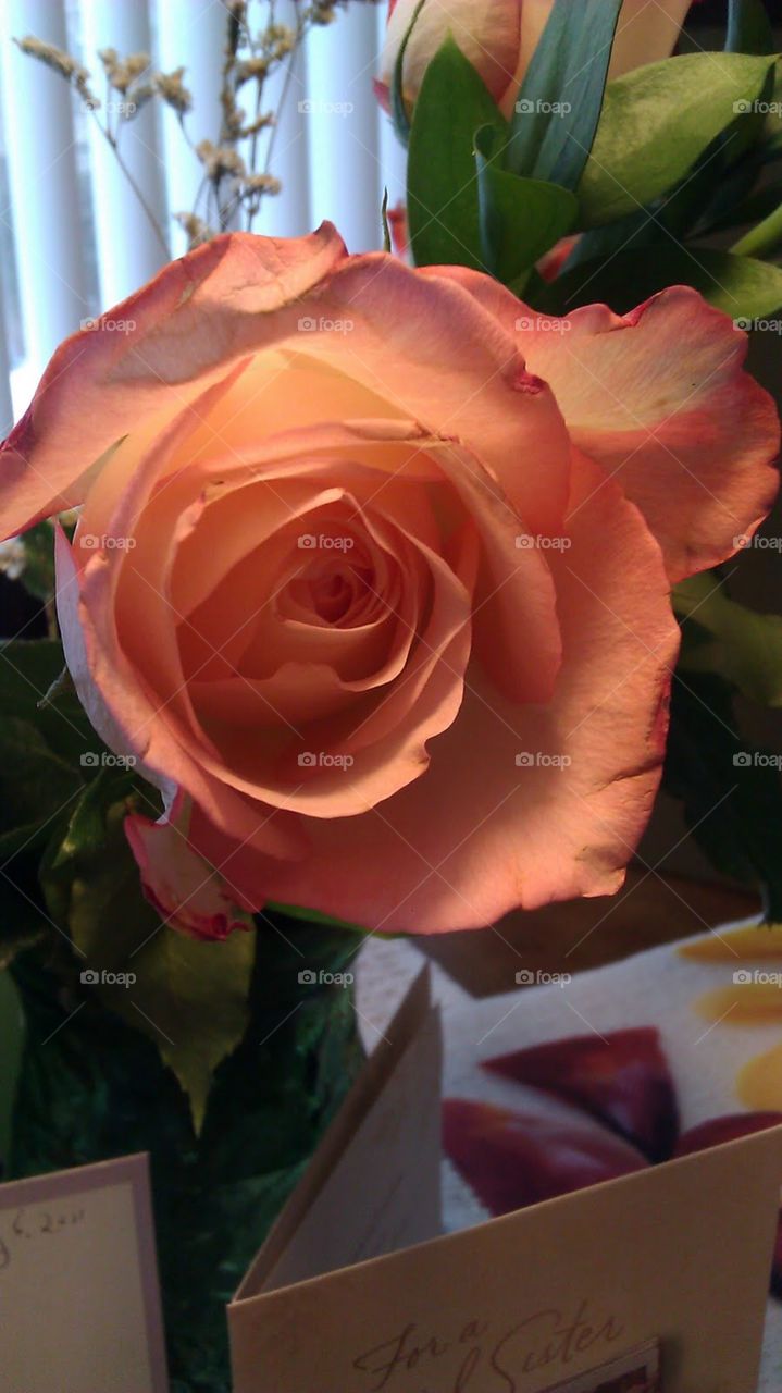 Beautiful Rose Flower. happy birthday gift from friends