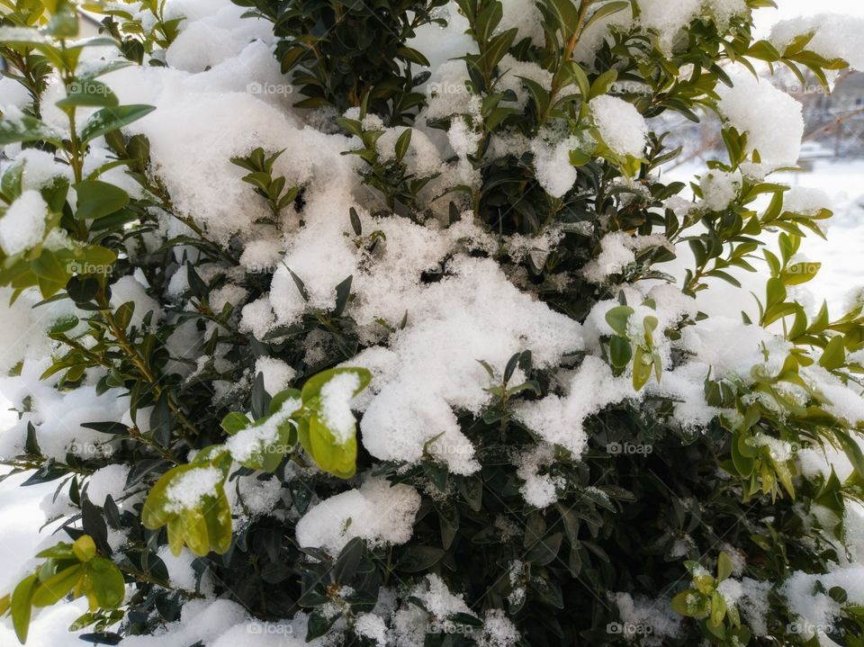 Evergreen boxwood in winter in the garden.