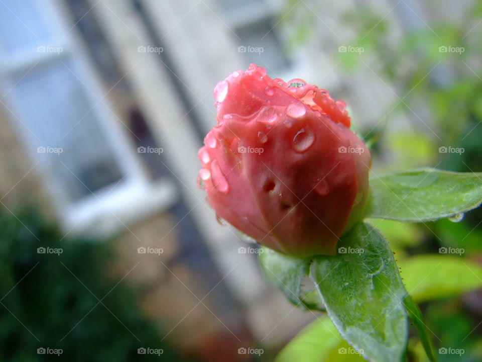Rose bud with raindrops