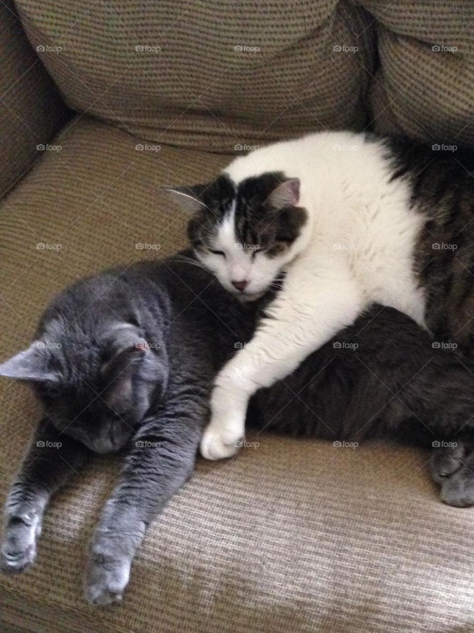 Alex and Harrison. Rescued, but not at the same time, and love each other so much!