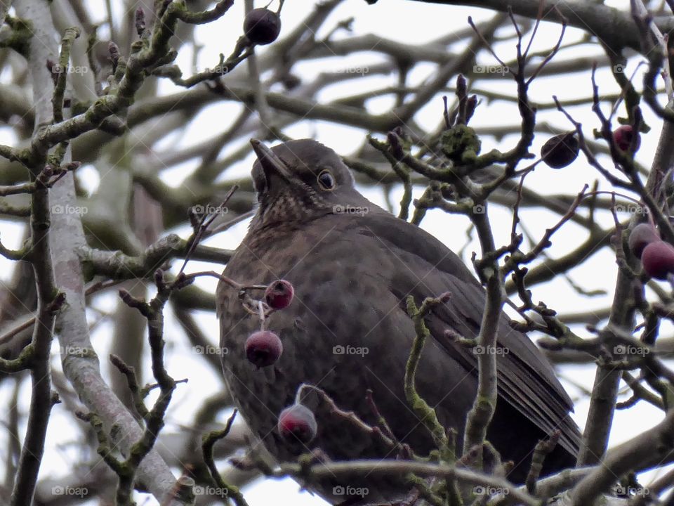 Blackbird - Amsel im Winter 