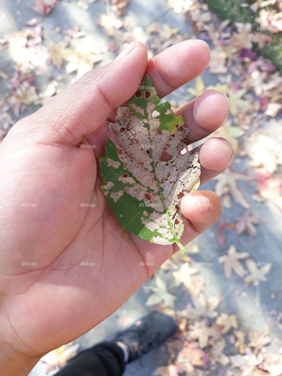 leaf on my hand