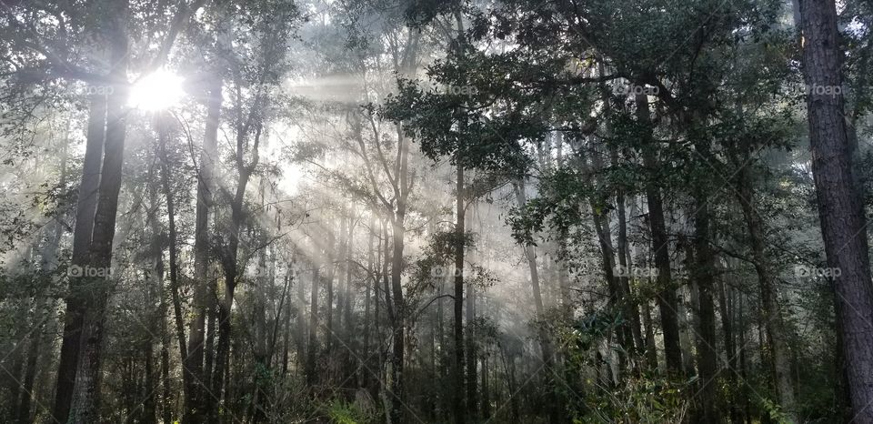 smokey woods
