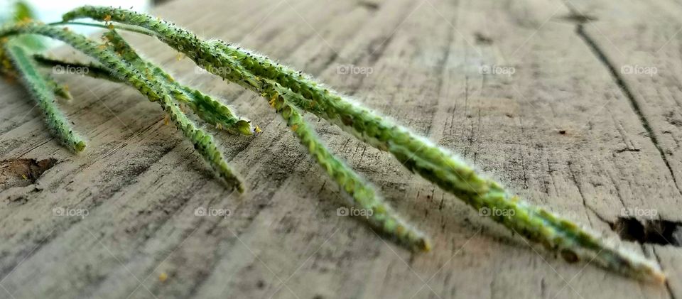 greaa seeds on dock.