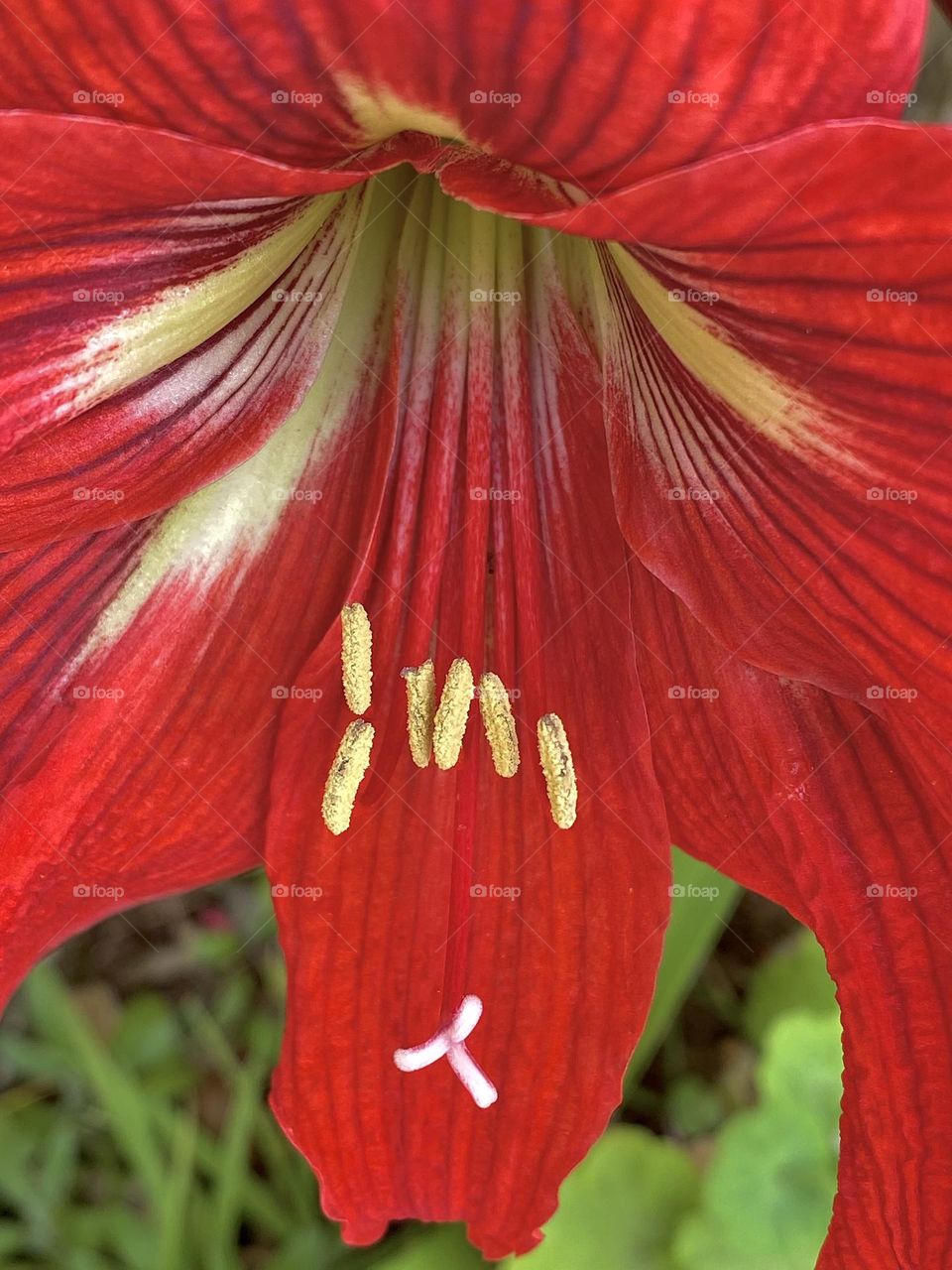 Close up of a bright red lily 