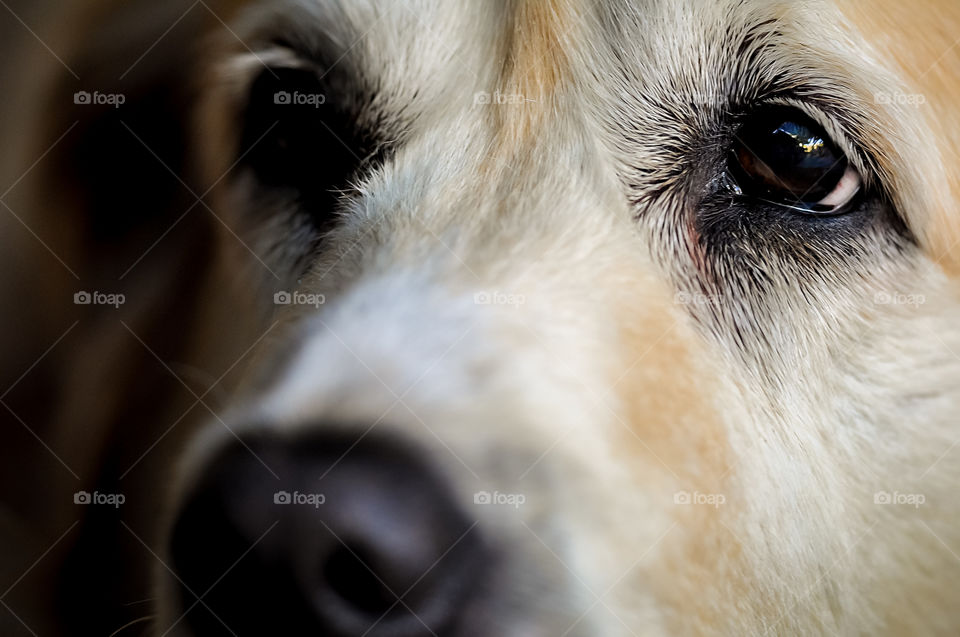 Close up view of the eyes of a Golden Retriever dog.