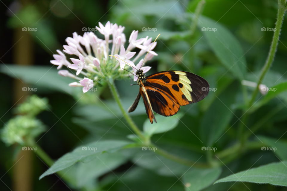 butterfly on blossum