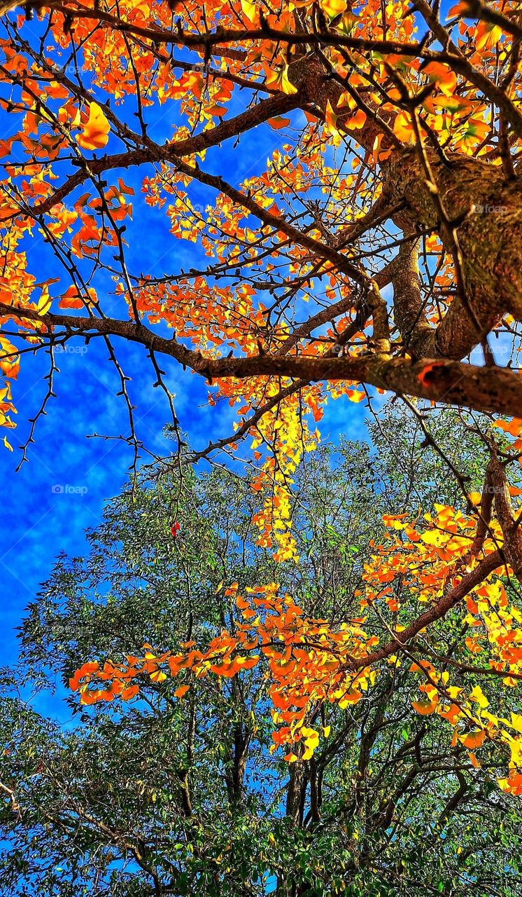 Image of vivid yellow/orange autumnal leaves against a backdrop of green leaves and a bright blue sky